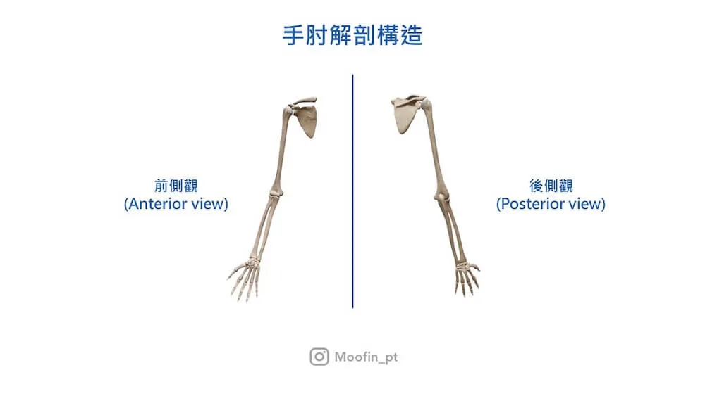 手肘解剖構造，左右並列的整條手臂骨骼分別標示前側觀 Anterior view 與後側觀 Posterior view