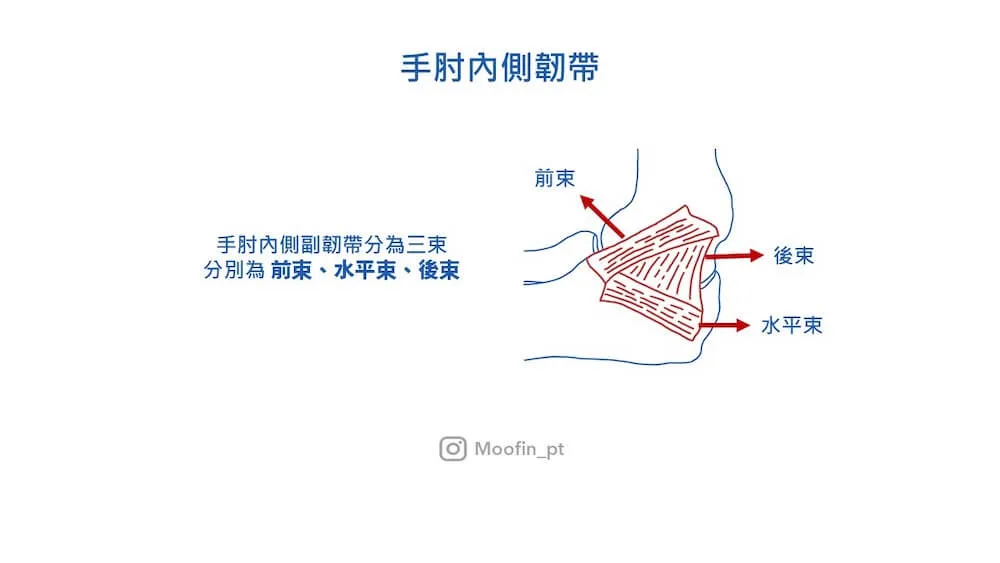 手肘內側韌帶線稿，紅箭頭分別標出尺側副韌帶的前束、後束與水平束三個韌帶束