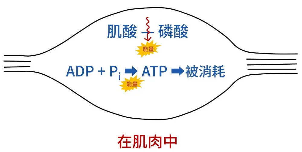肌酸磷酸合成 ATP 的過程