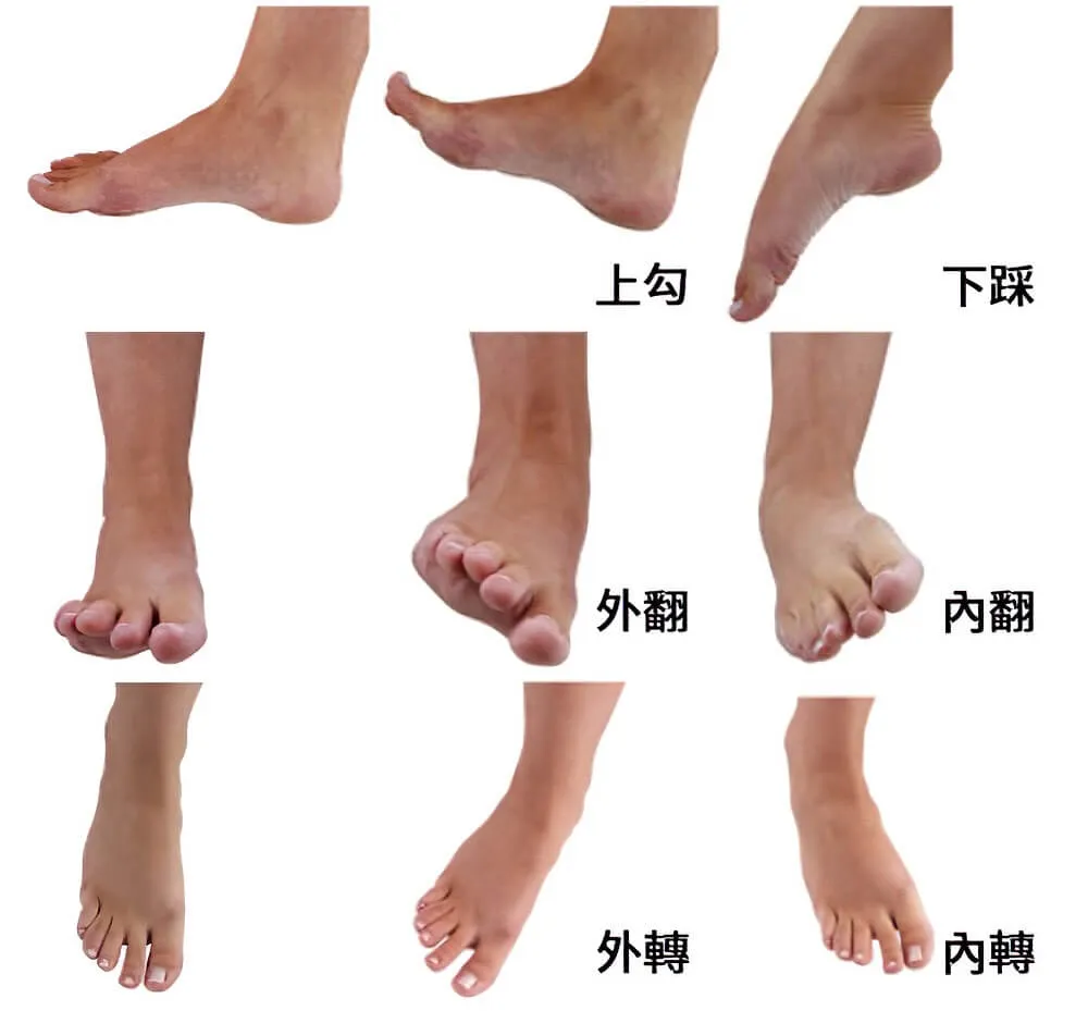 腳踝各平面上的動作