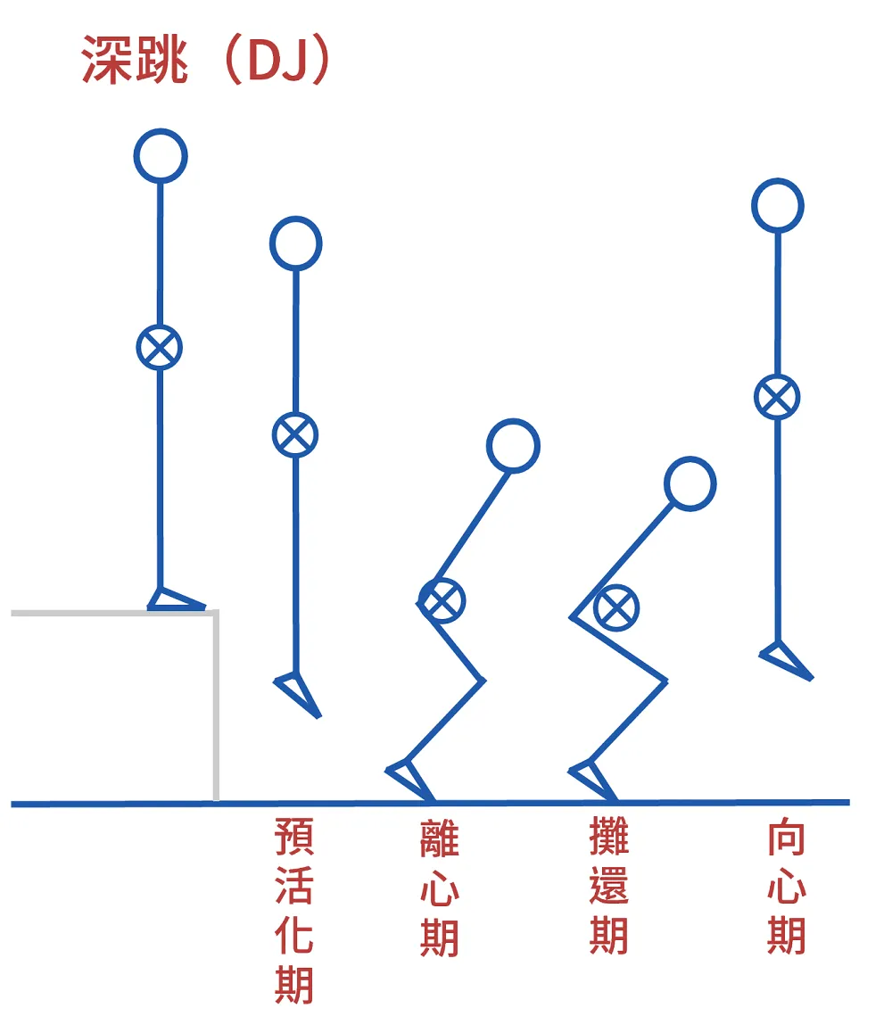 深跳之動作分期