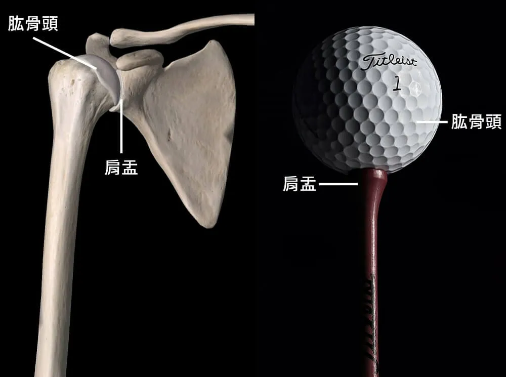 盂肱關節的基底明顯較球面小，穩定性較差