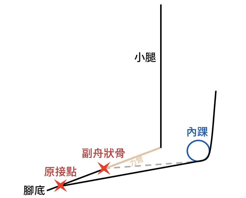 副舟狀骨位於較近端，使肌肉力臂變小