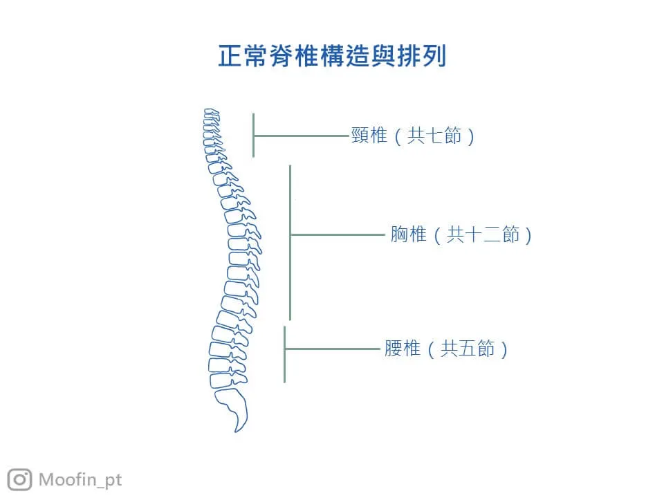正常脊椎排列