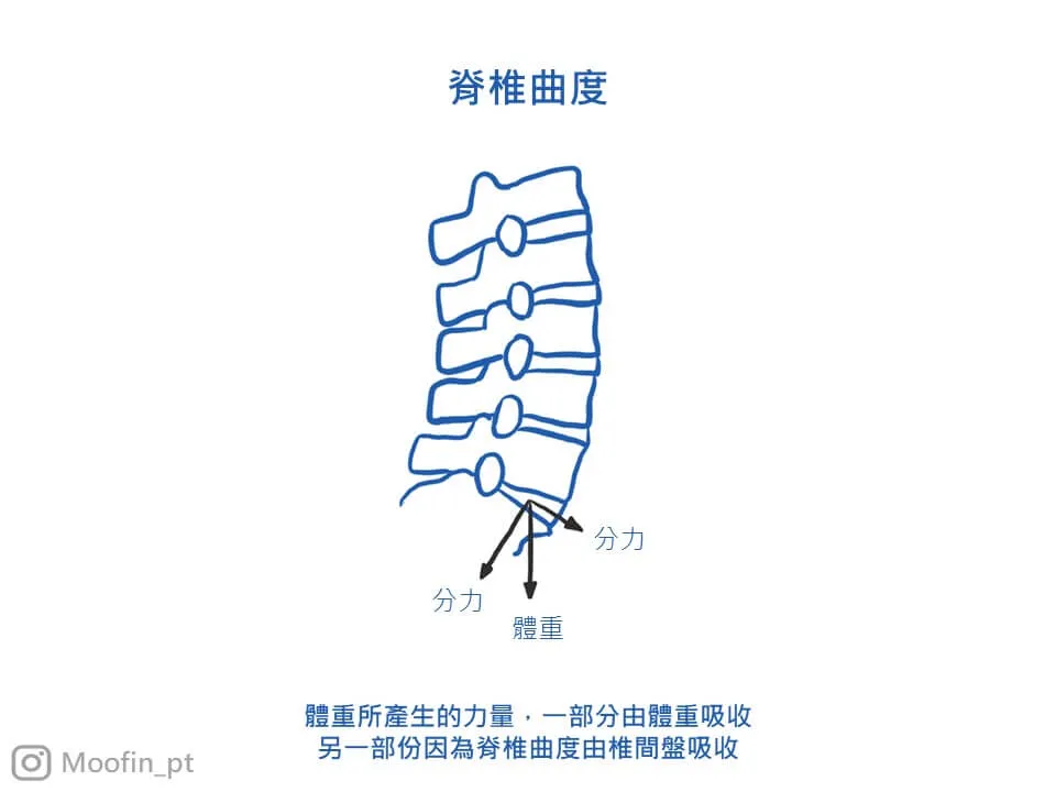 脊椎曲度分力