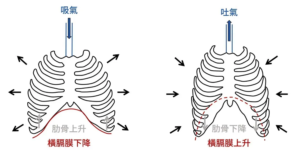呼吸時,肋骨及橫膈膜變化示意圖
