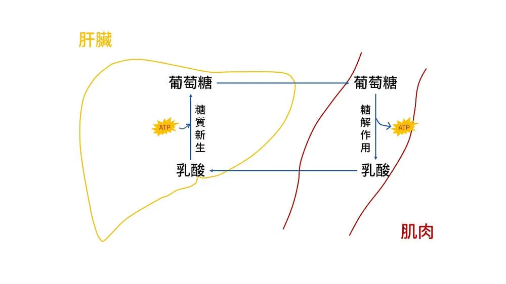 乳酸循環示意圖