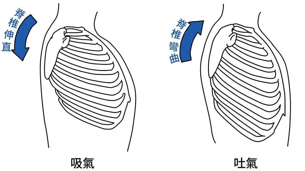 呼吸會伴隨脊椎動作