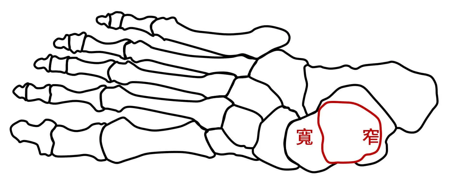 距骨靠踝關節處形狀為前寬後窄