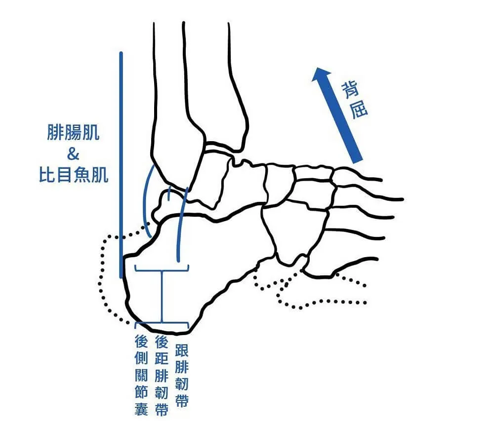 限制背屈角度的組織