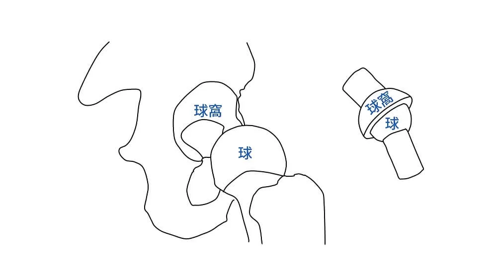 髖關節示意圖