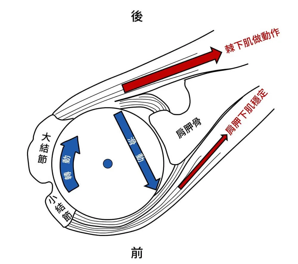 肩膀外轉時，前後旋轉肌共同收縮，維持骨頭在關節中心內旋轉