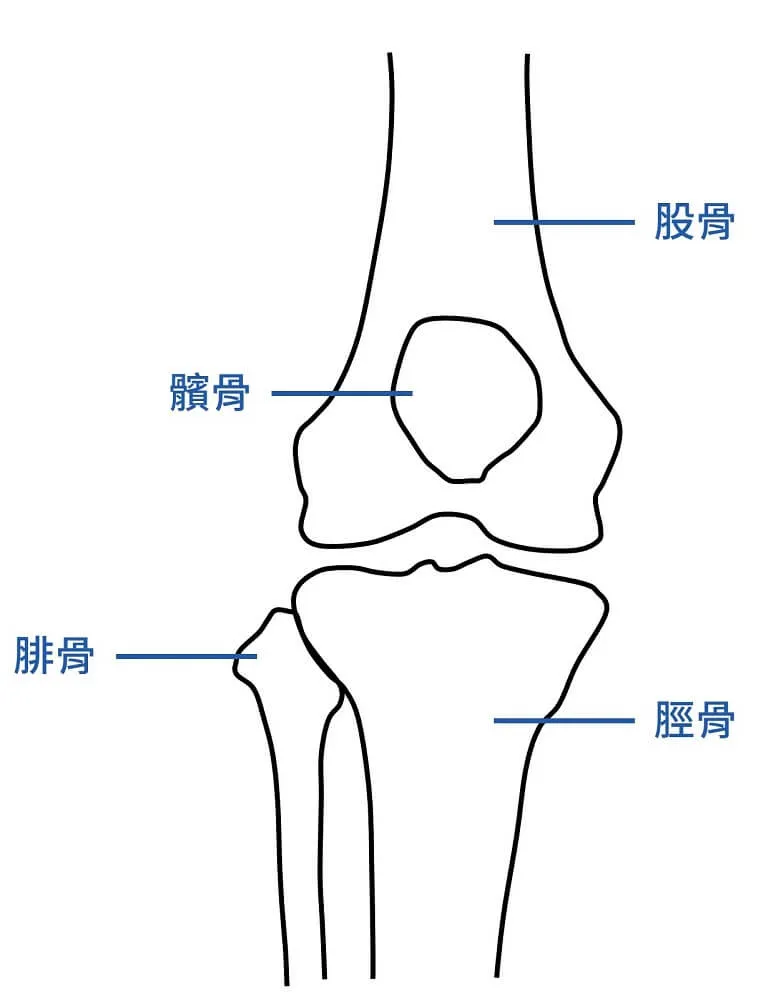 膝關節正面線稿，標示股骨、髕骨、脛骨、腓骨四塊骨頭，髕骨位於股骨遠端前方的凹槽上