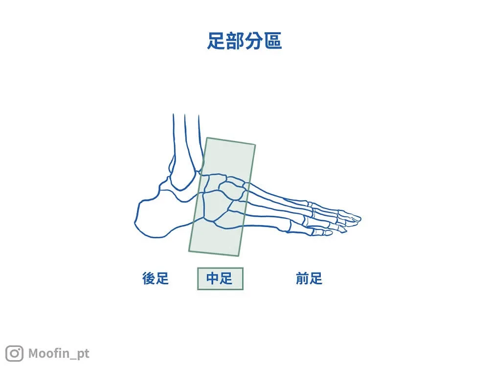腳可以簡單分為前足、中足、後足