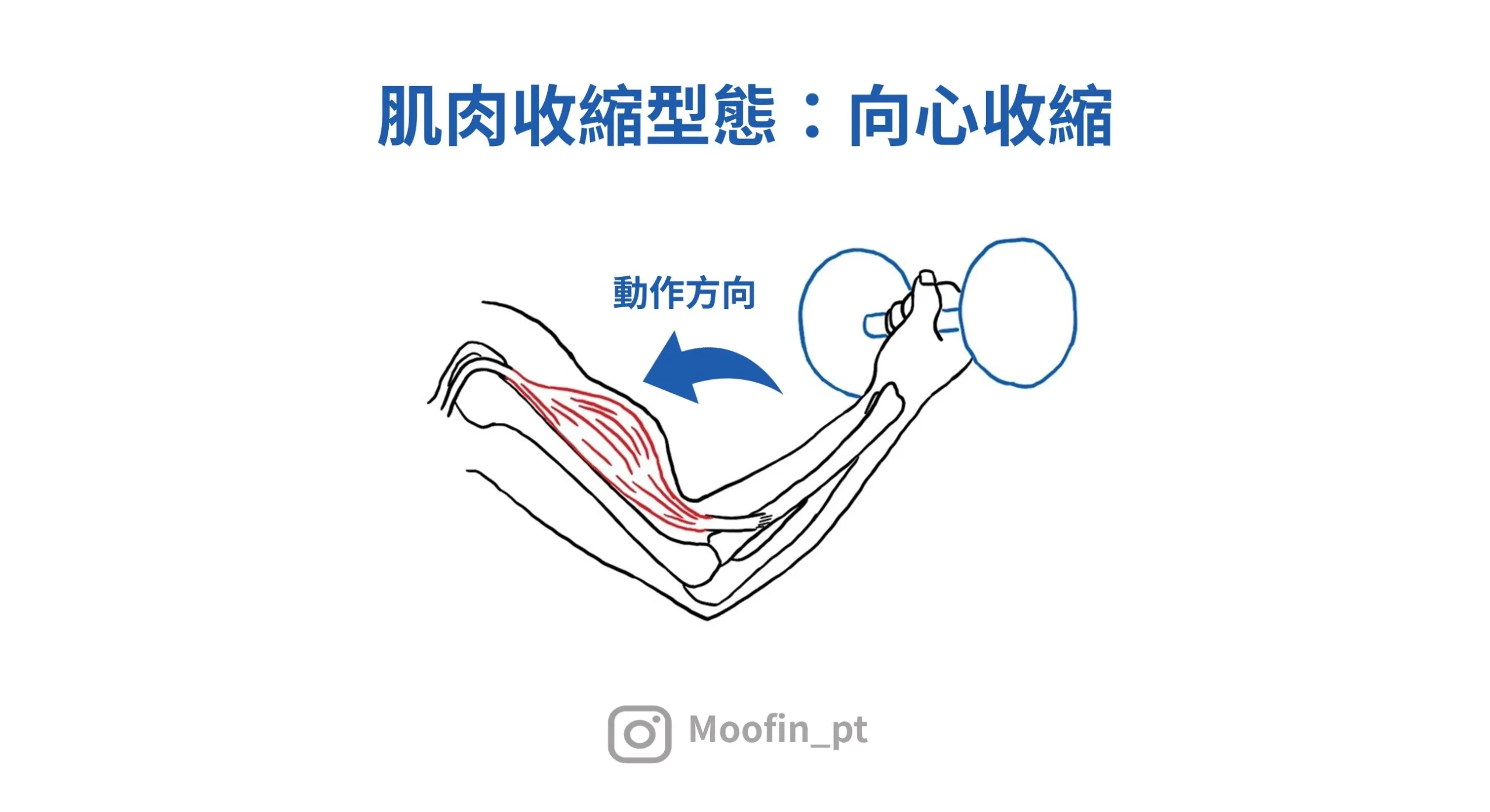 向心收縮時關節會做出兩端靠近的動作