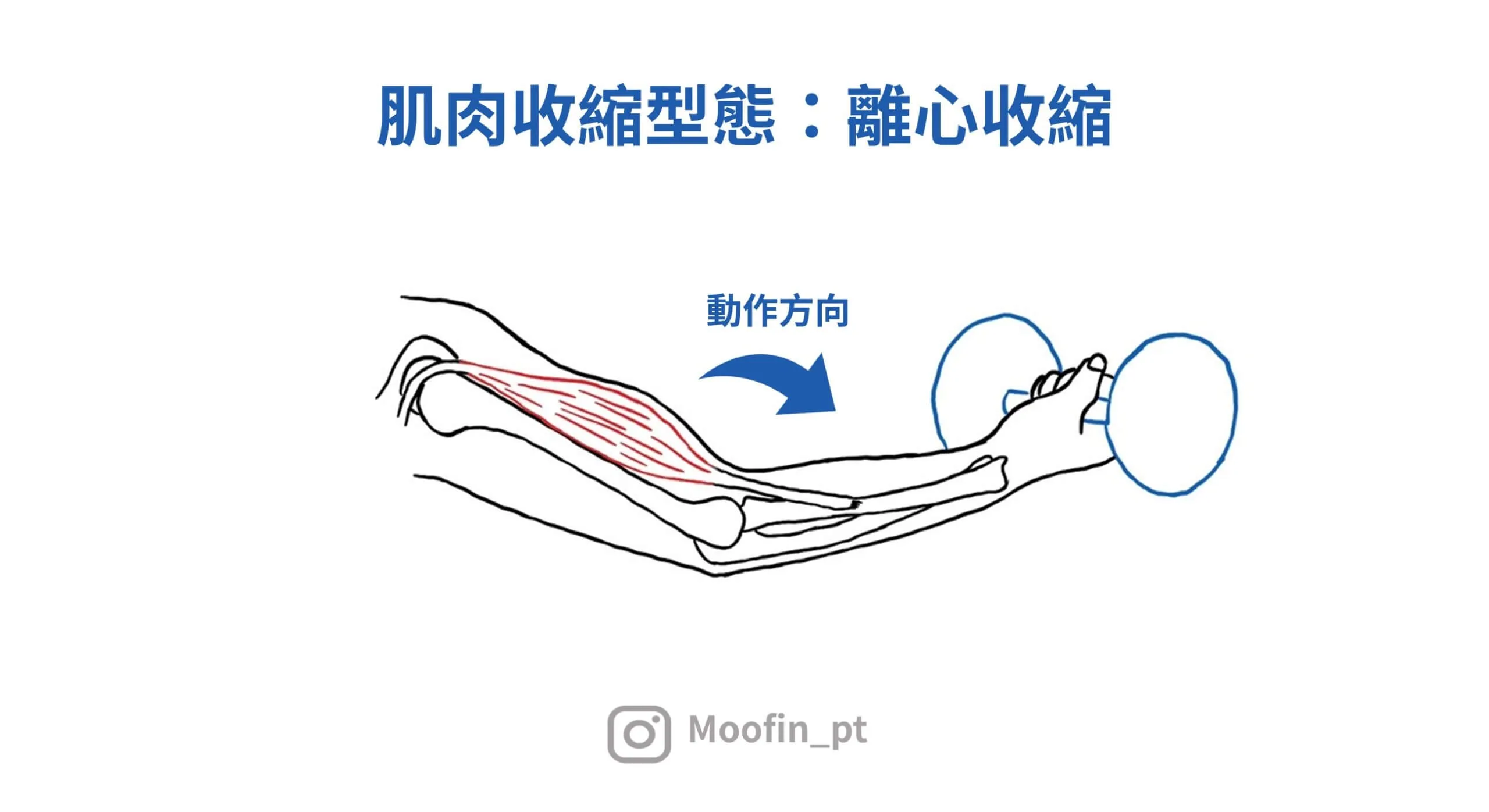 離心收縮時關節會做出兩端遠離的動作