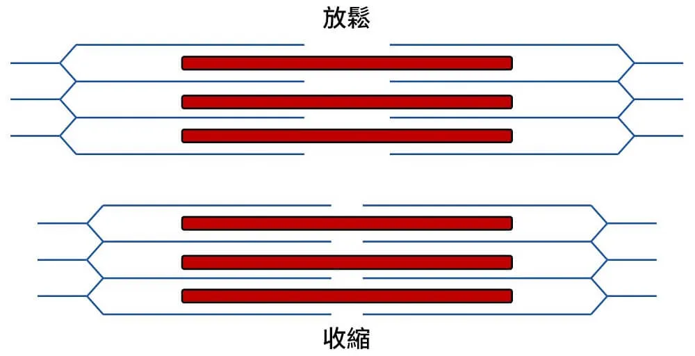 肌肉收縮時，兩邊肌動蛋白互相靠近