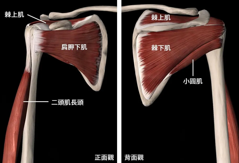 旋轉肌袖和二頭肌的長頭都包在肩關節周圍負責穩定