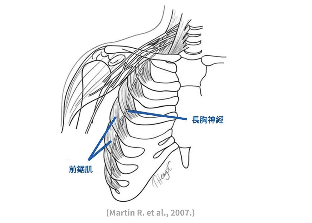 側面解剖線稿標出前鋸肌沿肋骨呈鋸齒狀排列，以及長胸神經由頸部往下貼著肋骨側面走行