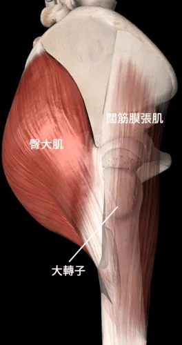 臀大肌或闊筋膜張肌緊會摩擦大轉子產生聲響