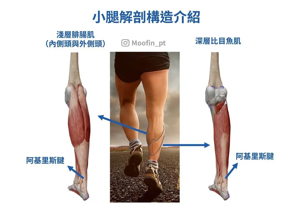 小腿肌肉分為淺層的腓腸肌與深層的比目魚肌