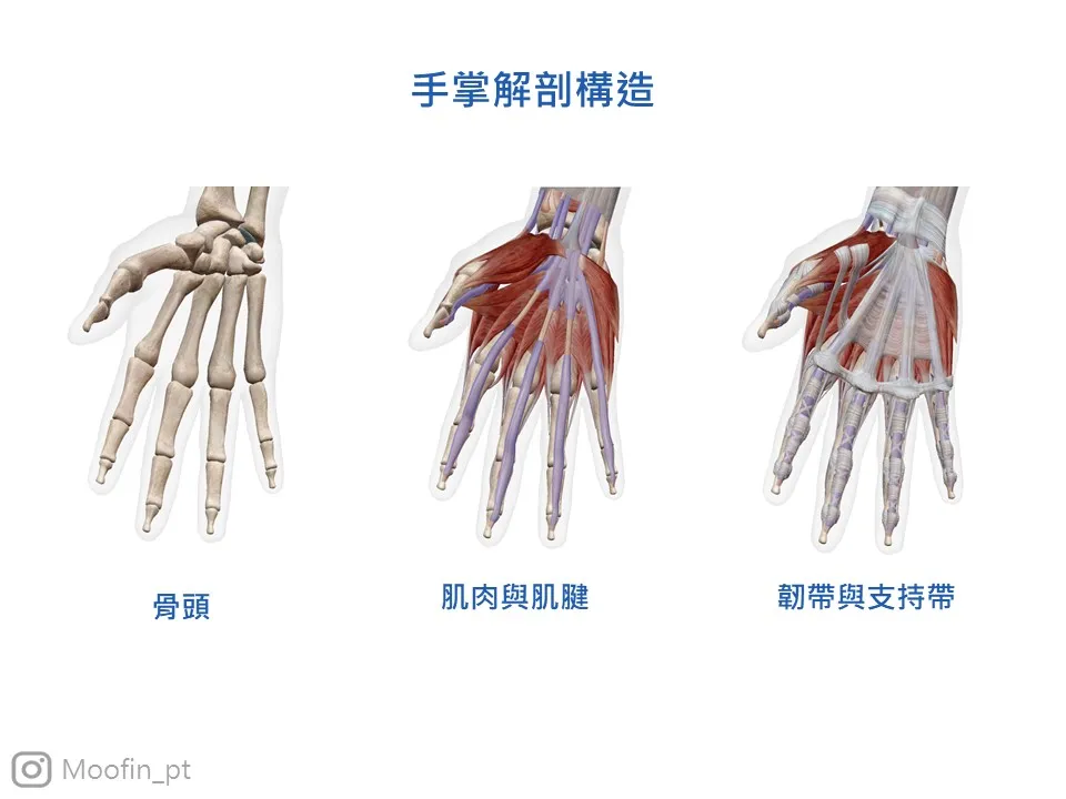 手掌解剖構造