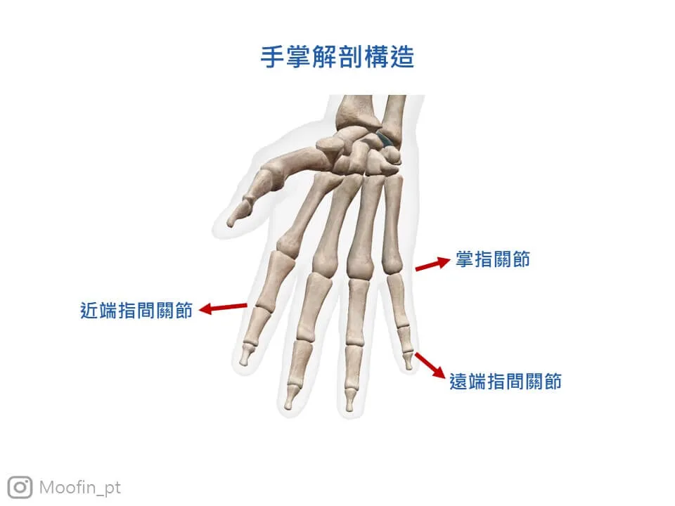 手掌與手指處由三個關節組成